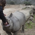 321-0441 Safari Park - Black Rhino